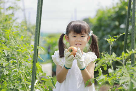 Japanese girl picking tomato (5 years old)の写真素材