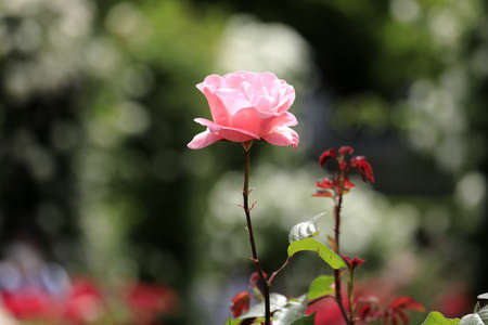 single pink roseの写真素材