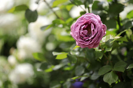 single purple roseの写真素材
