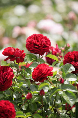 red rosesの写真素材