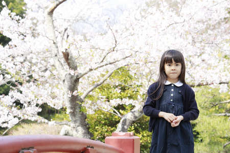 Japanese girl and cherry blossoms (7 years old)の写真素材