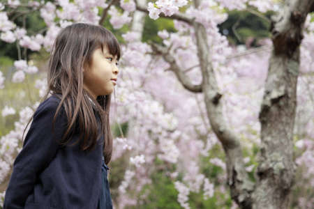 Japanese girl and cherry blossoms (7 years old)の写真素材