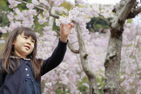 Japanese girl and cherry blossoms (7 years old)の写真素材
