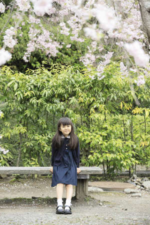 Japanese girl and cherry blossoms (7 years old)の写真素材