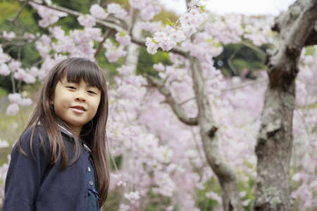 Japanese girl and cherry blossoms (7 years old)の写真素材