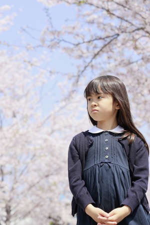 Japanese girl and cherry blossoms (7 years old)の写真素材