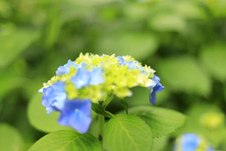 hydrangea macrophylla f.normalis in Kamakura, Kanagawa, Japan (one bluish purple flower)の写真素材