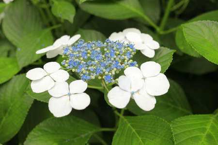 hydrangea macrophylla f.normalis in Kamakura, Kanagawa, Japan (one white flower)の写真素材