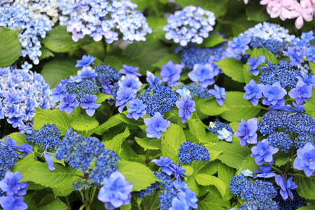 hydrangea macrophylla f.normalis in Kamakura, Kanagawa, Japan (bluish purple)の写真素材