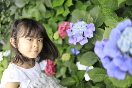 Japanese girl and hydrangea (7 years old)の写真素材