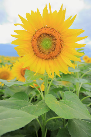 sunflowerの写真素材