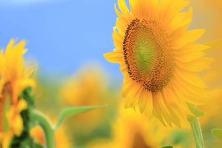 sunflowerの写真素材