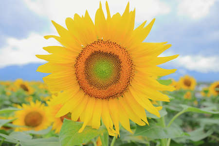 sunflowerの写真素材
