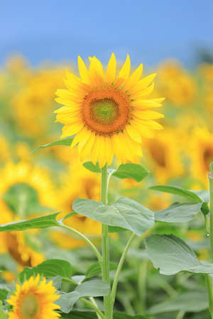 sunflowerの写真素材