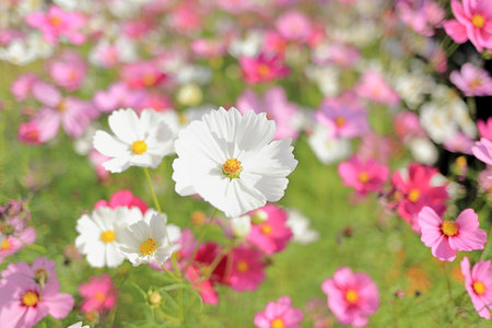 Cosmos fieldの写真素材