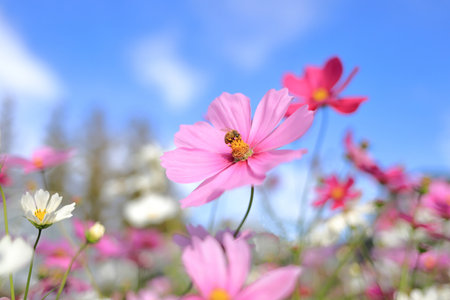 Cosmos fieldの写真素材