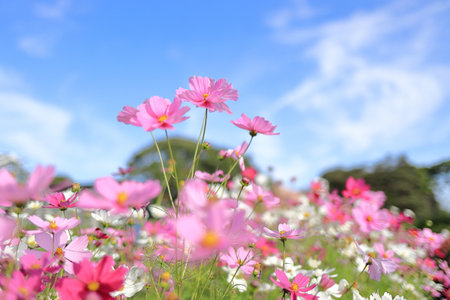 Cosmos fieldの写真素材