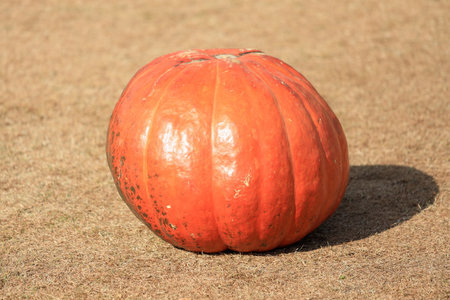 huge pumpkin for halloweenの写真素材