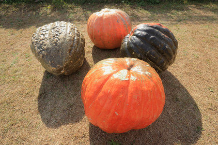 huge pumpkin for halloweenの写真素材