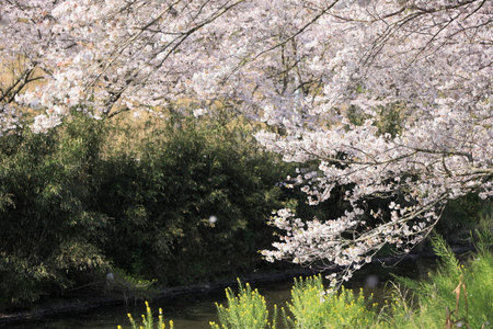 row of cherry blossom trees and field of rapeseed along riverbank of Naka river, Izu, Japanの写真素材
