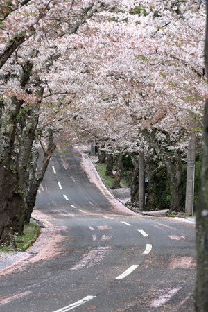 tunnel of cherry blossoms in Izu highland, Shizuoka, Japanの写真素材