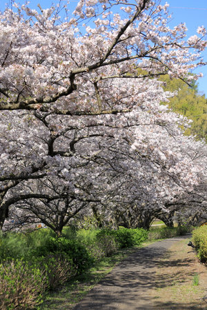 row of cherry blossom trees along Naka river, Izu, Japanの写真素材