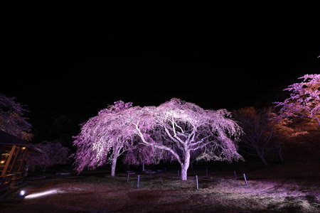 weeping cherry tree in Sakura no sato, Izu, Shizuoka, Japan (night scene)の写真素材