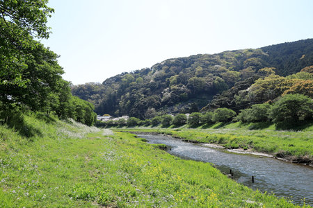 Aono river riverside in spring in Minami Izu, Shizuoka, Japanの写真素材