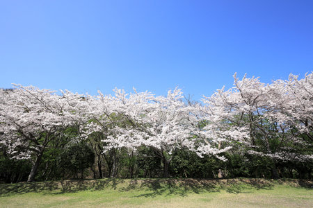 row of cherry blossom trees at Inatori highland, Higashi Izu, Shizuoka, Japanの写真素材