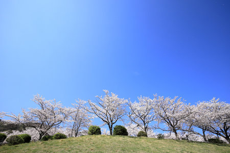 row of cherry blossom trees at Inatori highland, Higashi Izu, Shizuoka, Japanの写真素材
