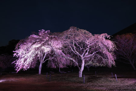 weeping cherry tree in Sakura no sato, Izu, Shizuoka, Japan (night scene)の写真素材