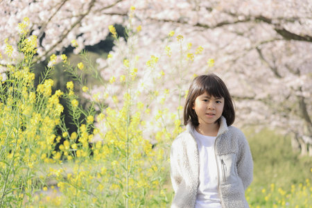Japanese girl and cherry blossoms (cherry blossom background)の写真素材