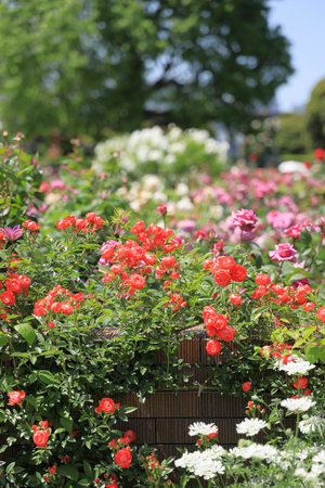 red rosesの写真素材