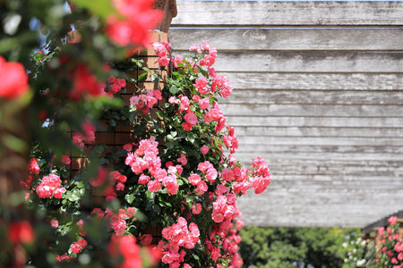 red rosesの写真素材