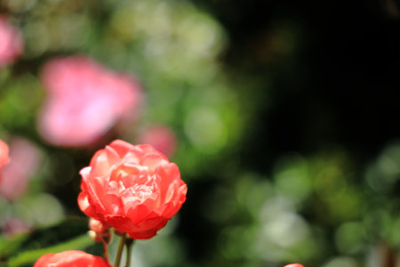 single red roseの写真素材
