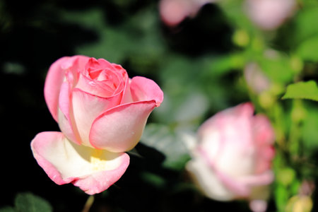 single pink roseの写真素材