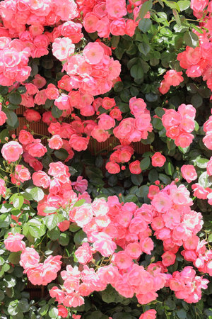 pink rosesの写真素材