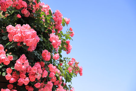 pink rosesの写真素材