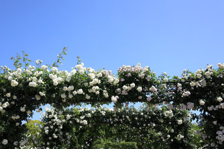 white rosesの写真素材