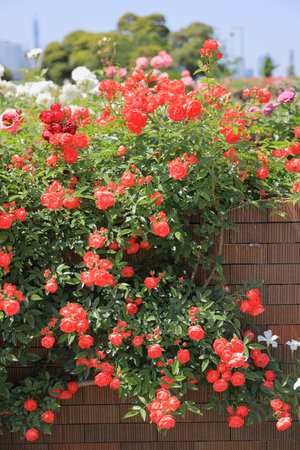 red rosesの写真素材