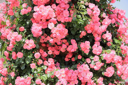 pink rosesの写真素材