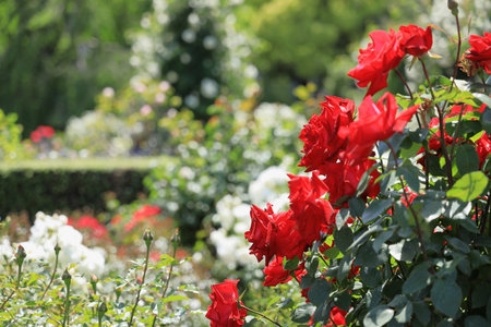 red rosesの写真素材