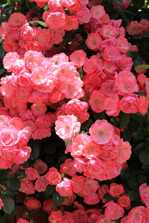 pink rosesの写真素材