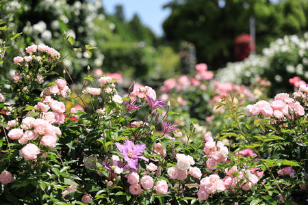 pink rosesの写真素材