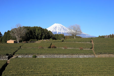 Mt. Fuji and tea field in Shizuoka, Japan (winter)の写真素材