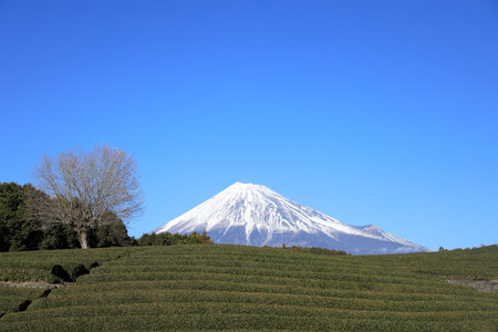 Mt. Fuji and tea field in Shizuoka, Japan (winter)の写真素材