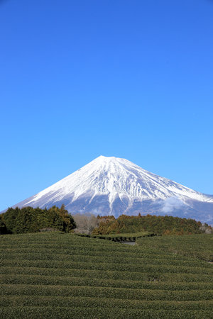 Mt. Fuji and tea field in Shizuoka, Japan (winter)の写真素材
