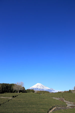 Mt. Fuji and tea field in Shizuoka, Japan (winter)の写真素材