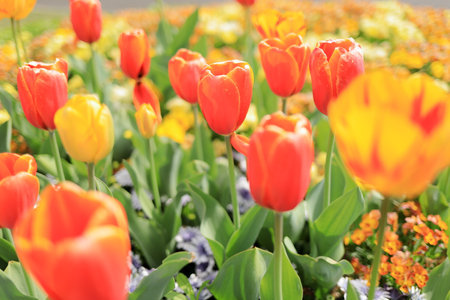 tulip field (red and yellow) in Japanの写真素材