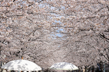 row of cherry blossoms in Japanの写真素材